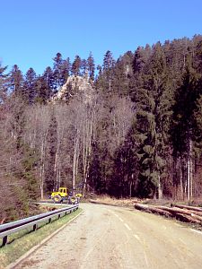 Baumfaellarbeiten im Bernecktal