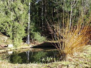 Tennenbronn im Februar