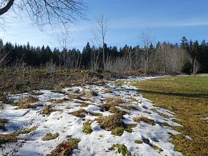 Tennenbronn im Februar