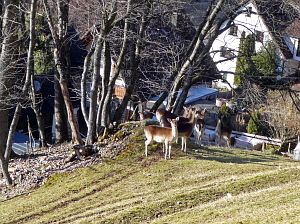 Tennenbronn im Februar
