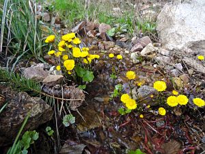 Details der Natur