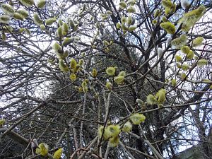 Details der Natur