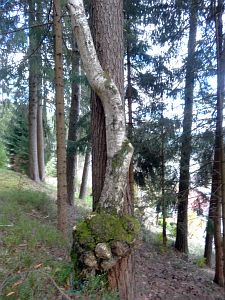 Details der Natur