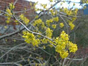 Details der Natur