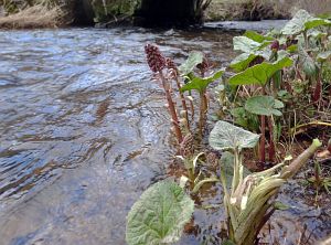 Details der Natur