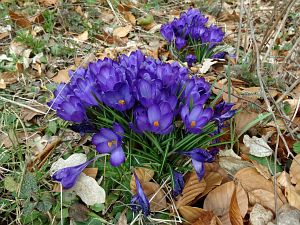 Details der Natur