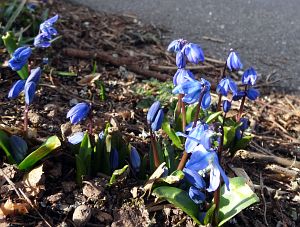 Details der Natur