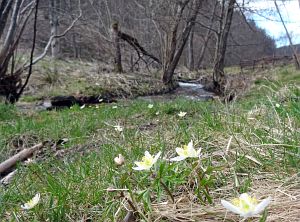 Details der Natur
