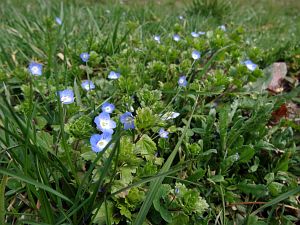 Details der Natur