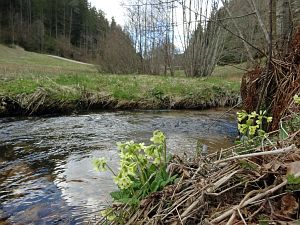 Details der Natur