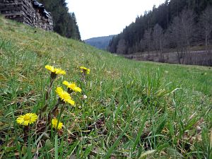 Details der Natur