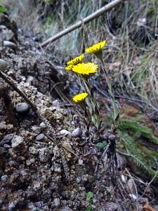 Details der Natur