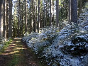 Ein Hauch von Schnee in Tennenbronn