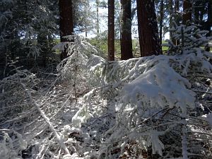 Ein Hauch von Schnee in Tennenbronn