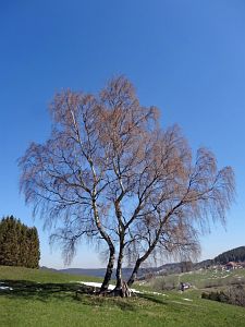 Mittelberg und Unterschiltach