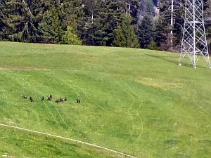 Gaemsen im Bernecktal