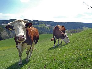 Gaemsen im Bernecktal