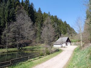 Gaemsen im Bernecktal