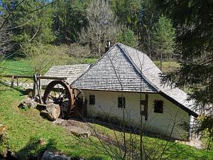 Gaemsen im Bernecktal