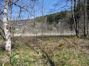 Gaemsen im Bernecktal