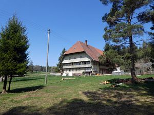 Gaemsen im Bernecktal
