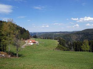 Gaemsen im Bernecktal