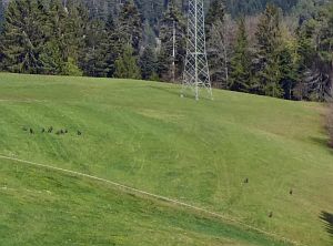 Gaemsen im Bernecktal