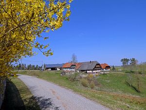 Vogel Strauss in Tennenbronn