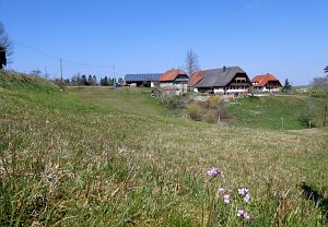 Vogel Strauss in Tennenbronn