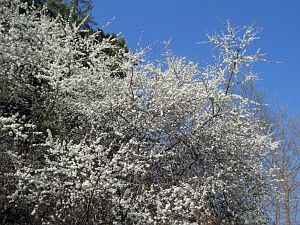 Vogel Strauss in Tennenbronn