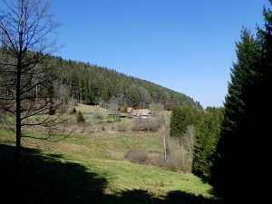 Vogel Strauss in Tennenbronn