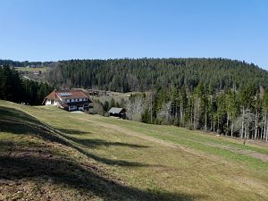 Vogel Strauss in Tennenbronn