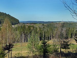 Vogel Strauss in Tennenbronn