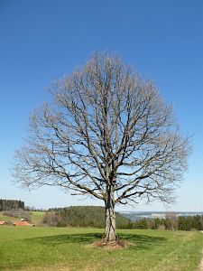 Vogel Strauss in Tennenbronn