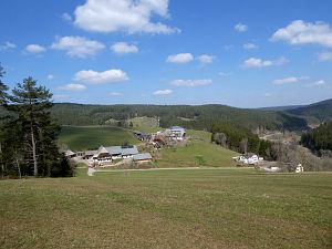 Vogel Strauss in Tennenbronn