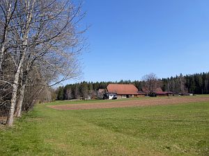 Vogel Strauss in Tennenbronn