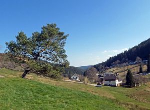 Vogel Strauss in Tennenbronn