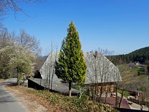 Vogel Strauss in Tennenbronn