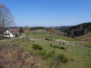 Vogel Strauss in Tennenbronn