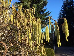 Vorfrhling in Tennenbronn im Schwarzwald