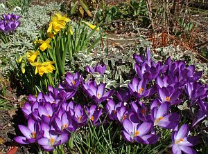 Vorfrhling in Tennenbronn im Schwarzwald