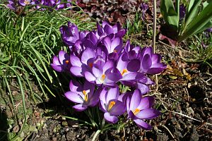 Vorfrhling in Tennenbronn im Schwarzwald