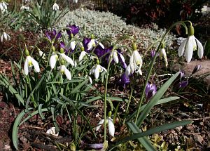 Vorfrhling in Tennenbronn im Schwarzwald