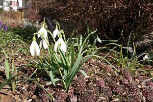Vorfrhling in Tennenbronn im Schwarzwald