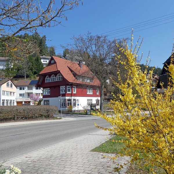 Gämsen in Tennenbronn