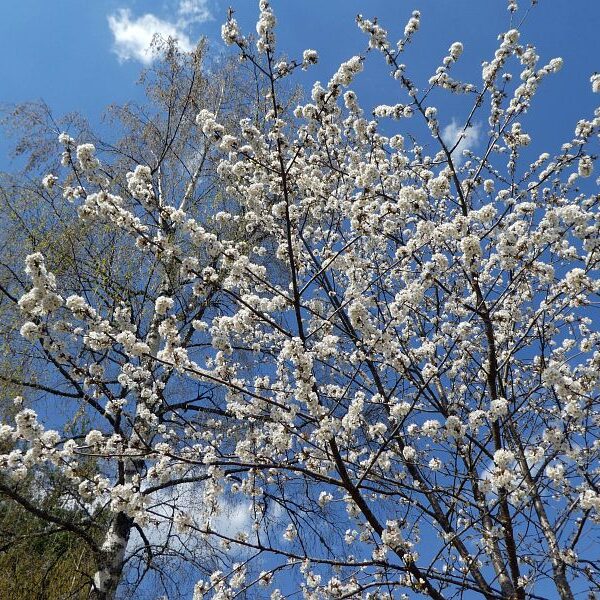 Strauße in Tennenbronn