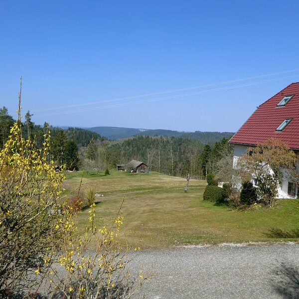 Strauße in Tennenbronn