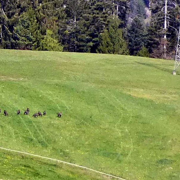 Gämsen in Tennenbronn