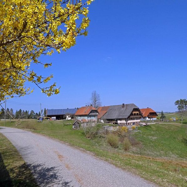 Strauße in Tennenbronn
