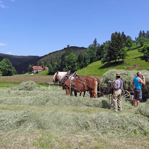Heuwagen beladen und mit Gespann fahren